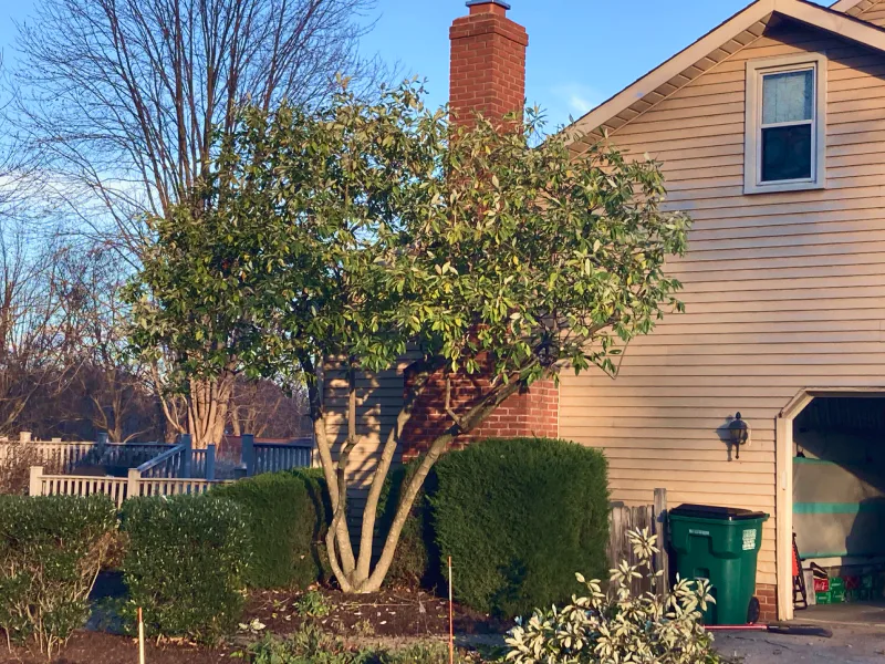 a-houses-tree-after-tree-pruning-service-willoughby-oh