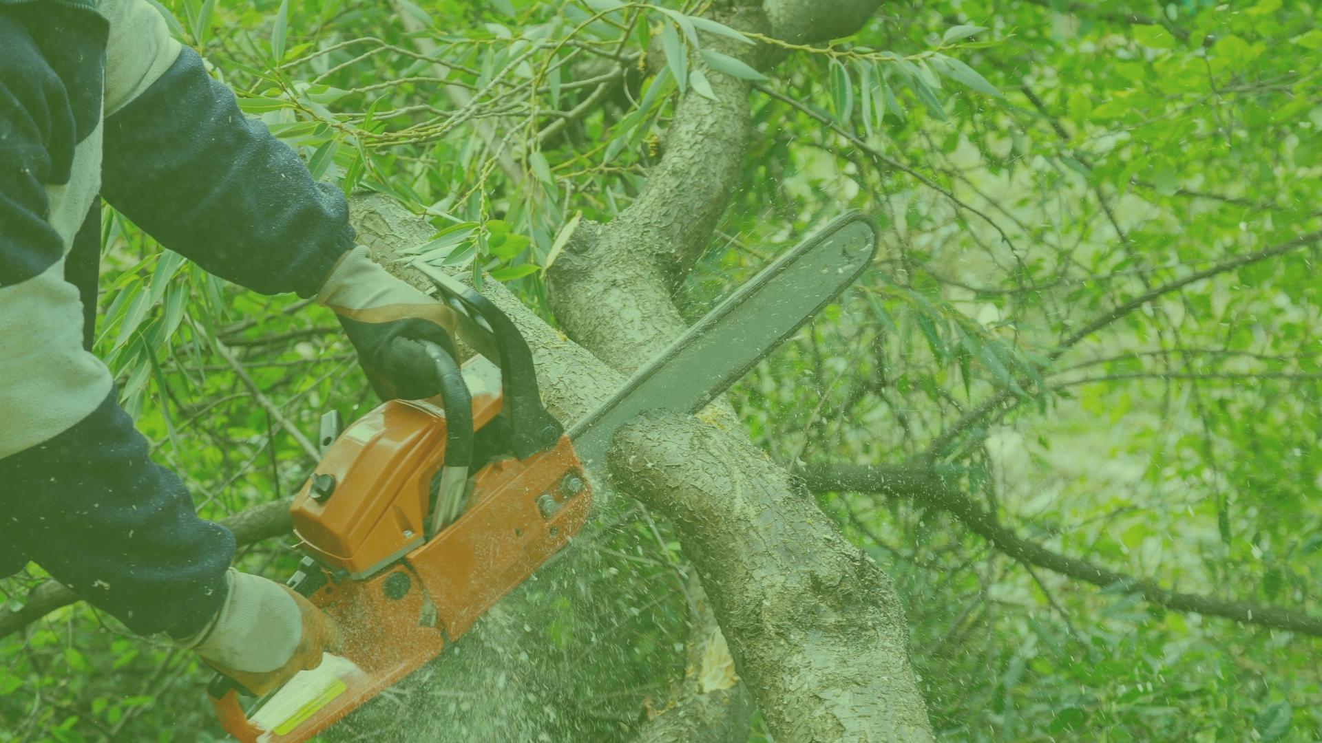 arborist-close-up-with-chainsaw-cutting-tree-for-removal-mentor-oh